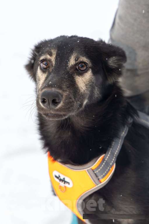 Собаки в Химках: Скромняшка Барс ждёт свою семью Мальчик, Бесплатно - фото 1