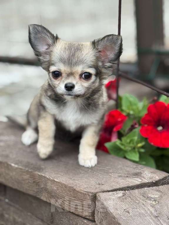 Собаки в Санкт-Петербурге: Чихуахуа мини Девочка, 80 000 руб. - фото 3