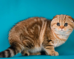Кошки в Щербинке: золотая мраморная кошечка Девочка, 25 000 руб. - фото 2