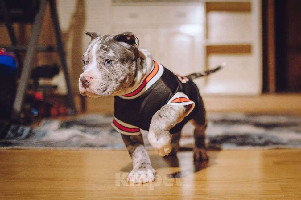 Собаки в Москве: Щенки Американского булли Мальчик, 150 000 руб. - фото 3