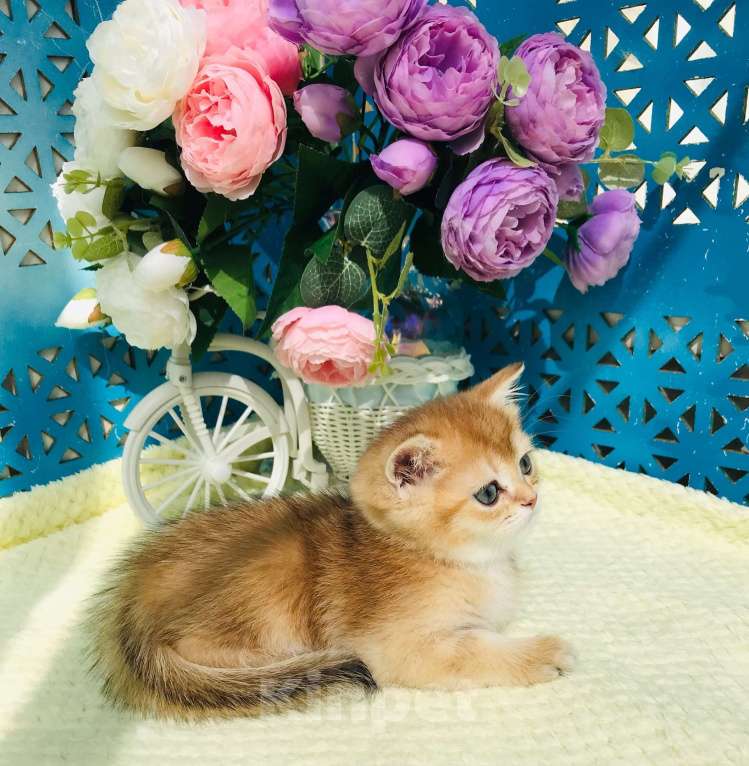 Кошки в Санкт-Петербурге: золотой котик Мальчик, 35 000 руб. - фото 3