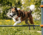 Собаки в Москве: Собака в добрые руки Мальчик, Бесплатно - фото 10