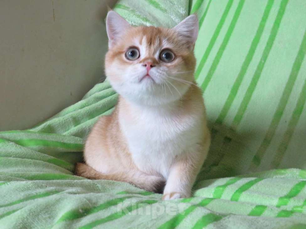 Кошки в Москве: шотландская  золотая шиншилла - мальчик Мальчик, 60 000 руб. - фото 3
