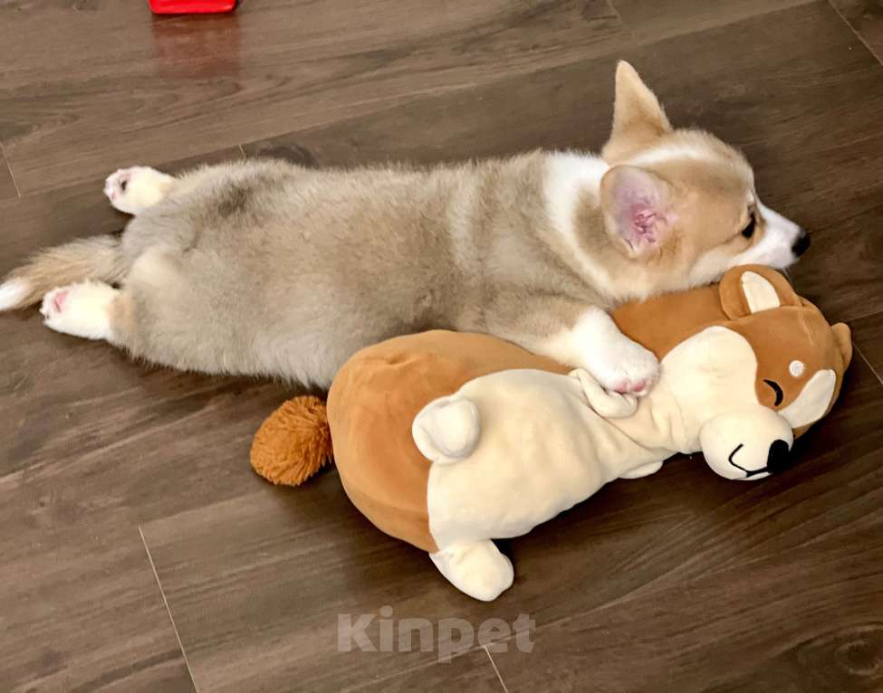 Собаки в Санкт-Петербурге: Щенок вельш корги пемброк Мальчик, Бесплатно - фото 5