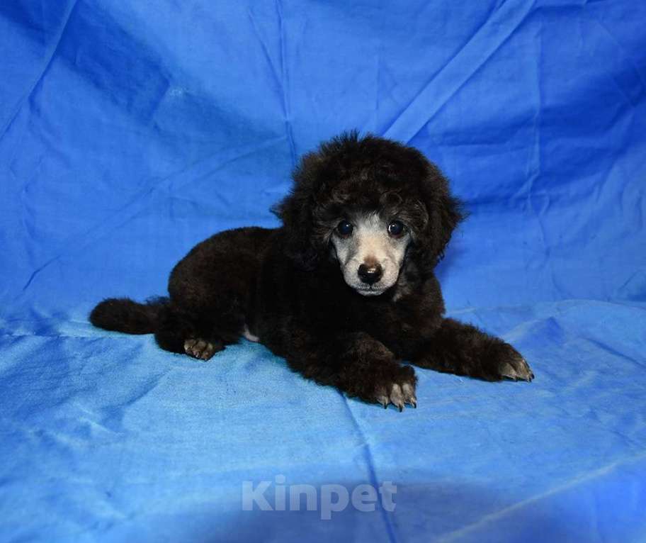 Собаки в Долгопрудном: Щенок  пуделя мальчик серебристый Джентли Борн Рондо  Мальчик, 120 000 руб. - фото 4