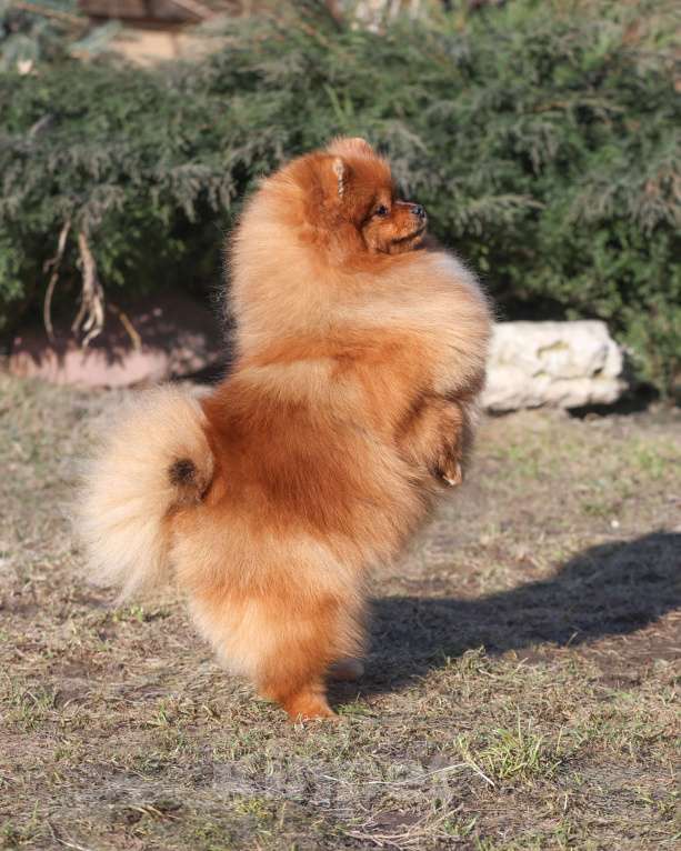 Собаки в Москве: Померанский шпиц Девочка, 70 000 руб. - фото 2