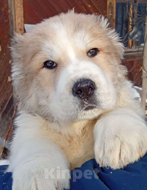 Собаки в Печоре: Девочка САО Девочка, 40 000 руб. - фото 1