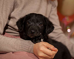 Собаки в Москве: Щенок Витт (мама черный лабрадор) в дар Мальчик, Бесплатно - фото 3