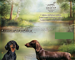 Собаки в Москве: Special for you! Щенки кроличьей/мини таксы Мальчик, 70 000 руб. - фото 8