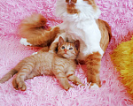 Кошки в Санкт-Петербурге: Рыжее солнышко котенок 1,5 мес.,девочка Девочка, 200 руб. - фото 5
