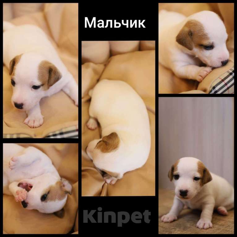 Собаки в других городах Московской области: Щенки джек-рассела по низкой цене Мальчик, 20 000 руб. - фото 1