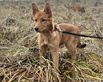 Собаки в Лосином-Петровском: Фанта в добрые руки якутенок Девочка, Бесплатно - фото 1