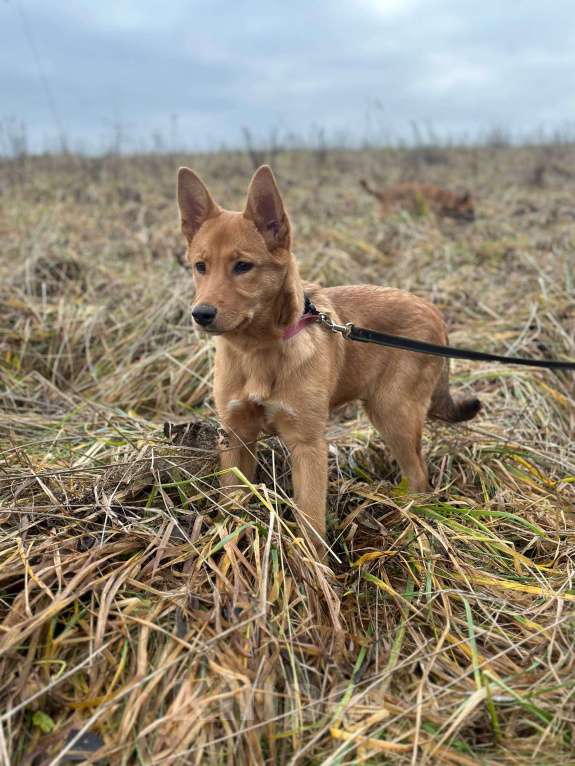 Собаки в Лосином-Петровском: Фанта в добрые руки якутенок Девочка, Бесплатно - фото 1