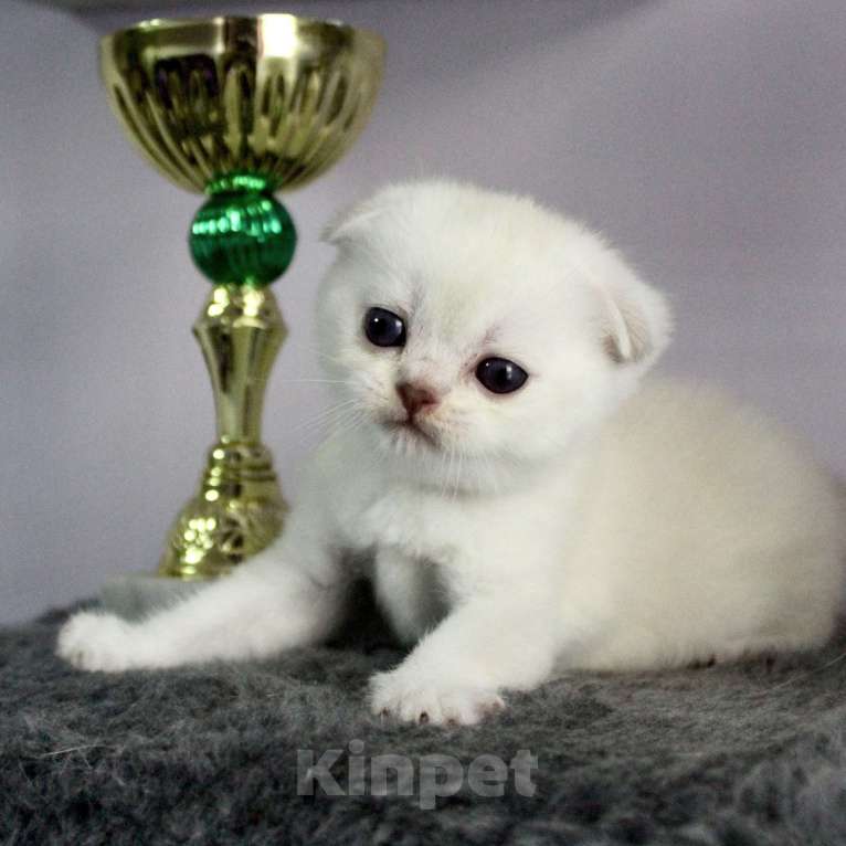 Кошки в Санкт-Петербурге: Шотландский котенок  Мальчик, 30 000 руб. - фото 9