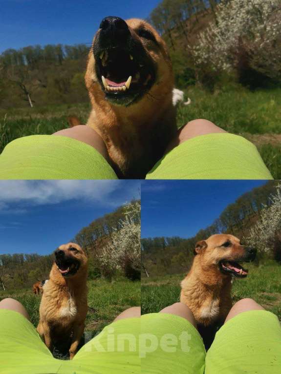 Собаки в других городах Краснодарского края: 3лапый метис корги в дар с доставкой  Мальчик, Бесплатно - фото 9