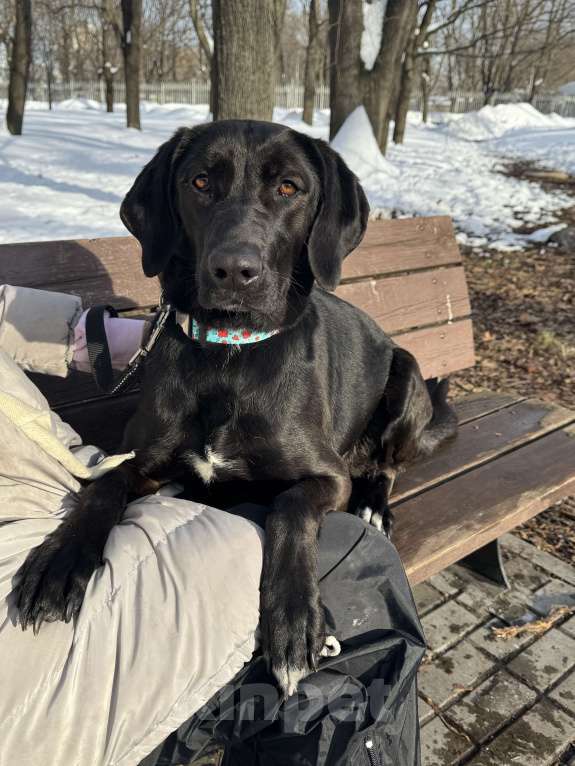 Собаки в Москве: Собака бесплатно в Москве Девочка, Бесплатно - фото 10