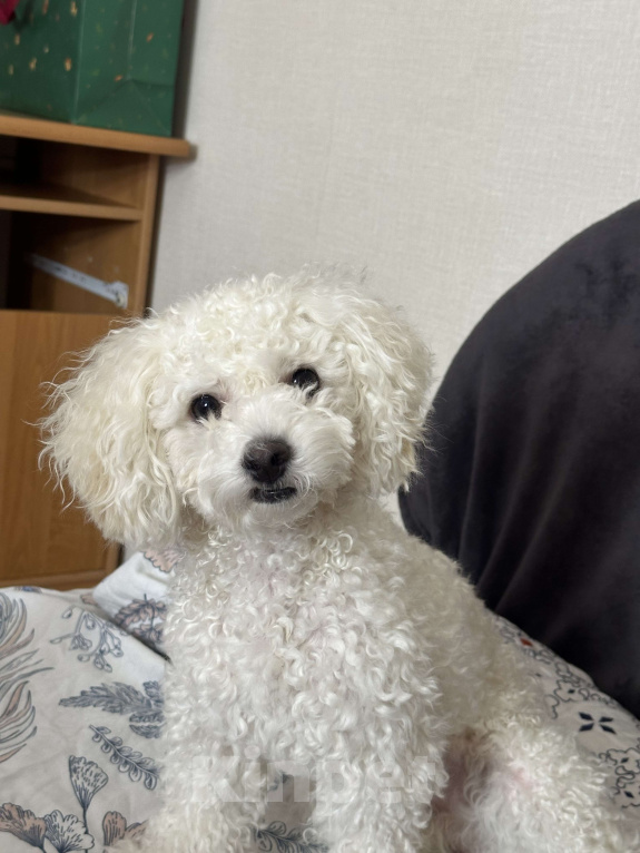 Собаки в Севастополе: Вязка,ищём невесту  Мальчик, Бесплатно - фото 2