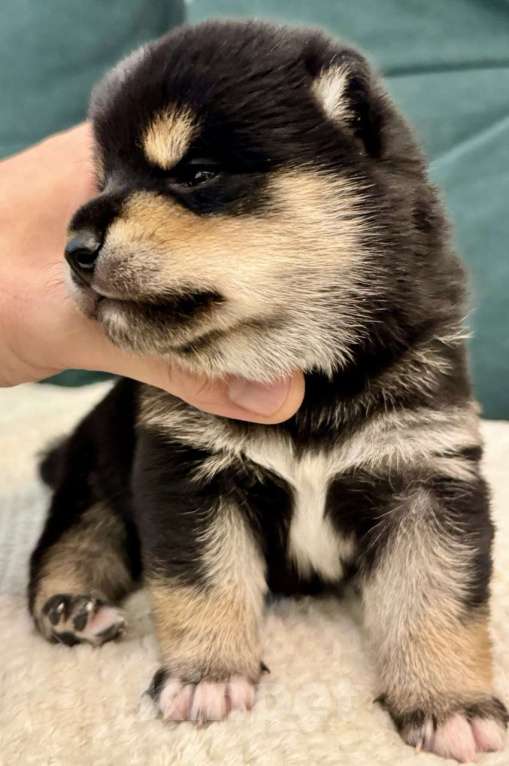 Собаки в Казани: Акира (Akira / 明) — «светлый, ясный» Мальчик, Бесплатно - фото 1