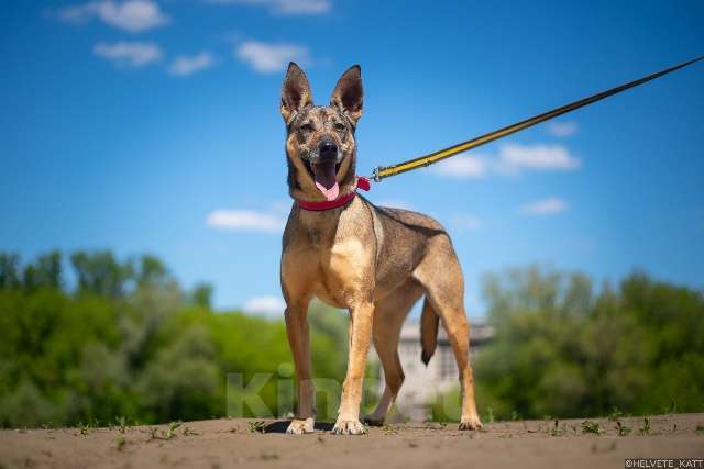 Собаки в Москве: Позитивная и жизнерадостная собака Кэнди в добрые руки Девочка, Бесплатно - фото 4