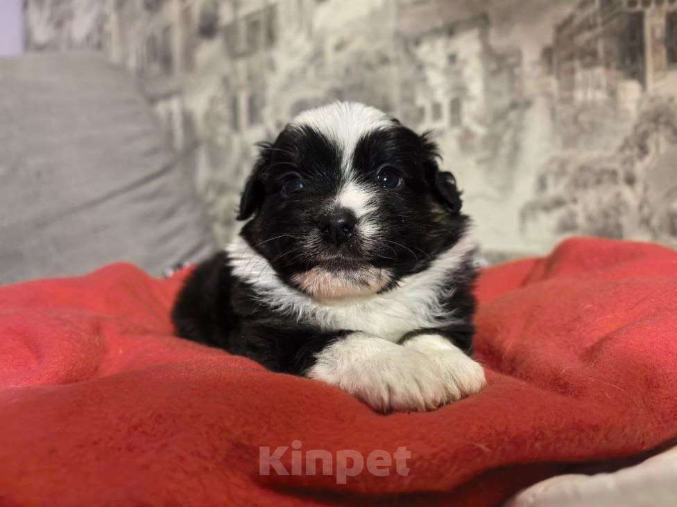 Собаки в Санкт-Петербурге: Щенок миниатюрной американской овчарки(мини аусси)- девочка Шамена Девочка, 80 000 руб. - фото 2