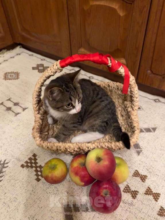 Кошки в Москве: Ищет любящую семью очаровательный котенок‼ Мальчик, Бесплатно - фото 1