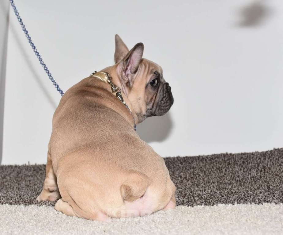 Собаки в Москве: Мальчик палевоголубой Мальчик, 50 000 руб. - фото 7