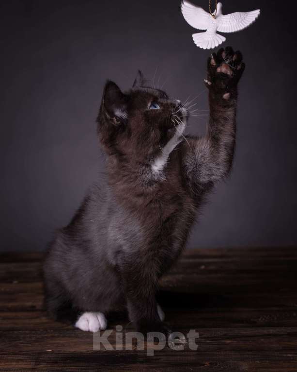 Кошки в Москве: Британский котенок с доминантными голубыми глазами! Мальчик, 50 000 руб. - фото 3