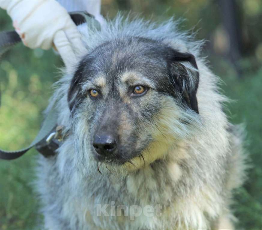 Собаки в Москве: Форе нужен дом  Девочка, Бесплатно - фото 3
