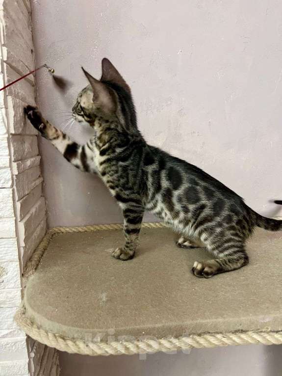 Кошки в Нижнем Новгороде: Котенок бенгальской кошки Девочка, Бесплатно - фото 1