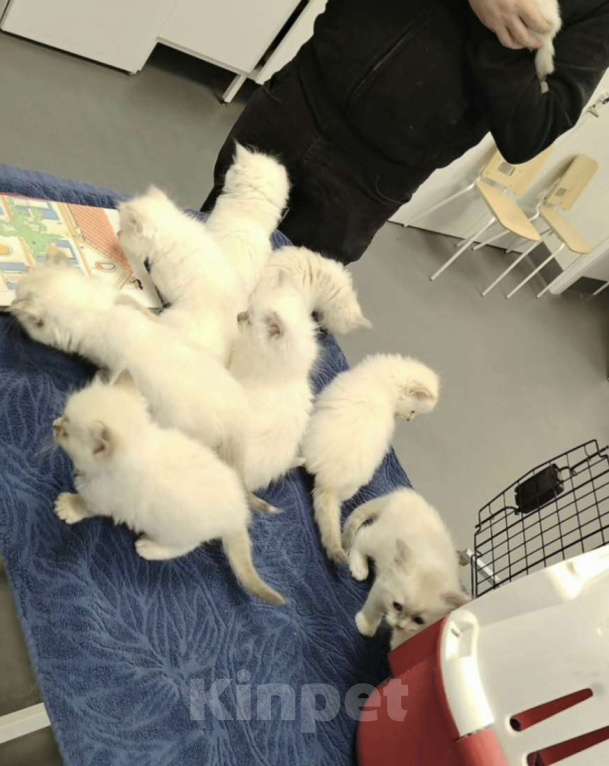 Кошки в Москве: Невский маскарадные  Девочка, 27 000 руб. - фото 1