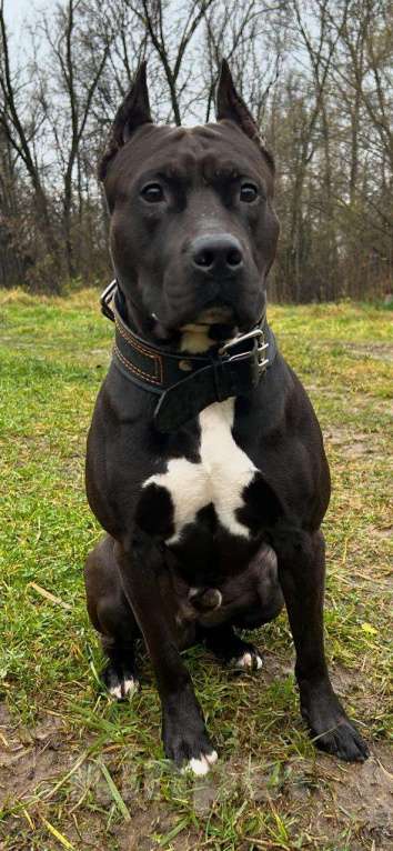 Собаки в Кубинке: Отдам кобеля в добрые руки  Мальчик, Бесплатно - фото 1