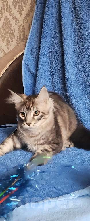 Кошки в Москве: Мальчики классические мейн-куны Мальчик, 30 000 руб. - фото 2