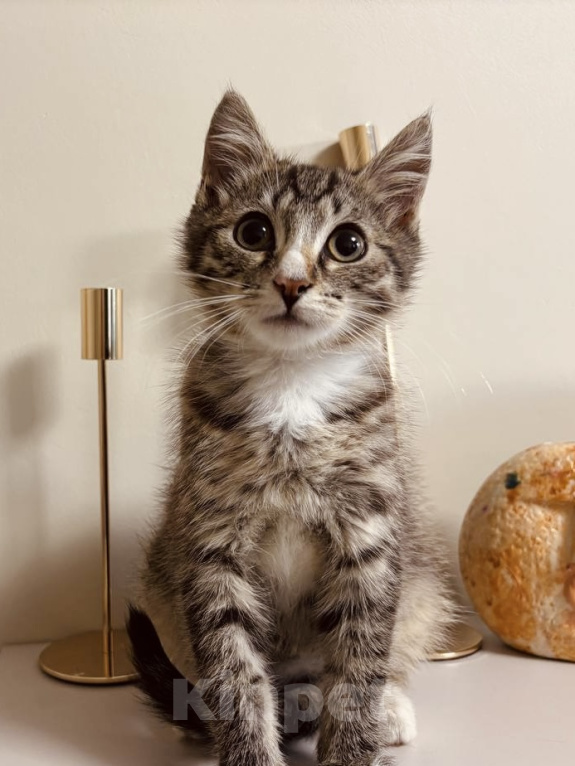 Кошки в Москве: Котенок в добрые руки Мальчик, Бесплатно - фото 9