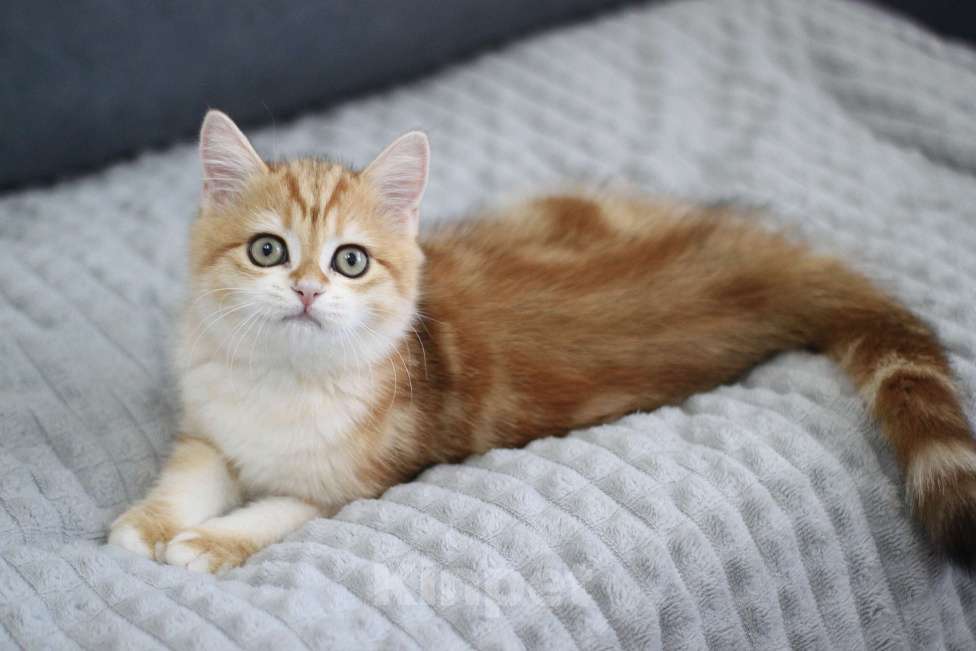 Кошки в Москве: Есения Девочка, 25 000 руб. - фото 2