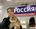 Кошки в Москве: Вязка с шотландским вислоухим котом Мальчик, 9 000 руб. - фото 5