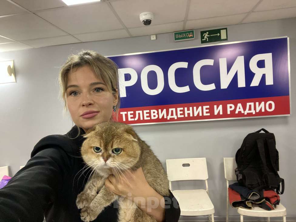 Кошки в Москве: Вязка с шотландским вислоухим котом Мальчик, 9 000 руб. - фото 5
