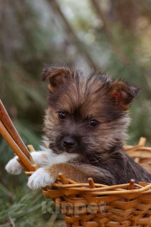 Собаки в Москве: мелкаш Мики в добрые руки Мальчик, Бесплатно - фото 1