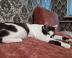 Кошки в Подольске: Кошка на половину Ориентальная/ шотландская  Девочка, Бесплатно - фото 8