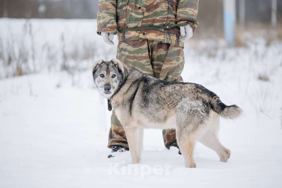 Собаки в Москве: Собака-компаньон, добрый мальчик в поисках семьи Мальчик, Бесплатно - фото 2
