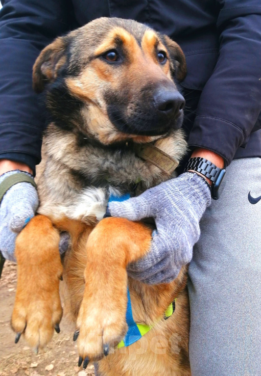 Собаки в Москве: Ральфи, молодой добрый игрун в хорошие руки! Мальчик, Бесплатно - фото 2