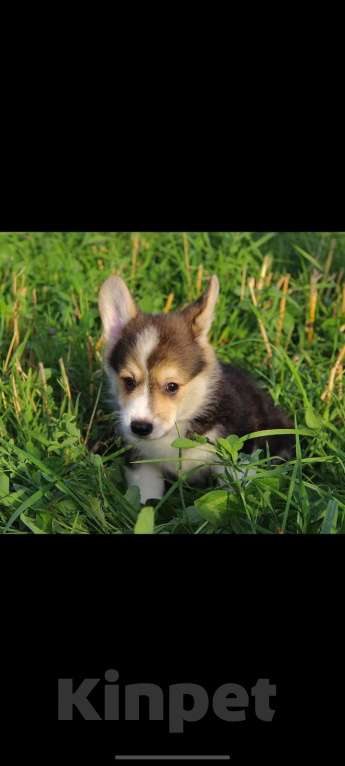 Собаки в Санкт-Петербурге: Малыш ищет любящих мампап Мальчик, 45 000 руб. - фото 3