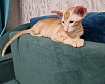 Кошки в Подольске: Нежный Персик Мальчик, 65 000 руб. - фото 2
