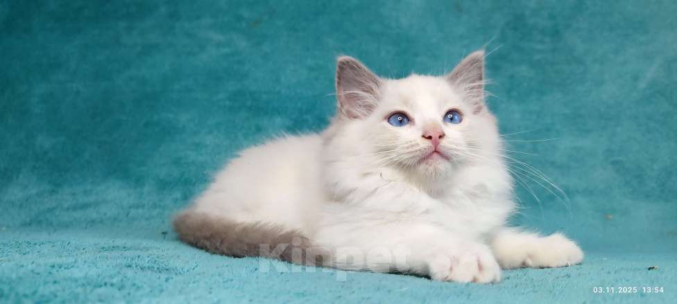 Кошки в Москве: Котята Рэгдолл Девочка, 65 000 руб. - фото 1