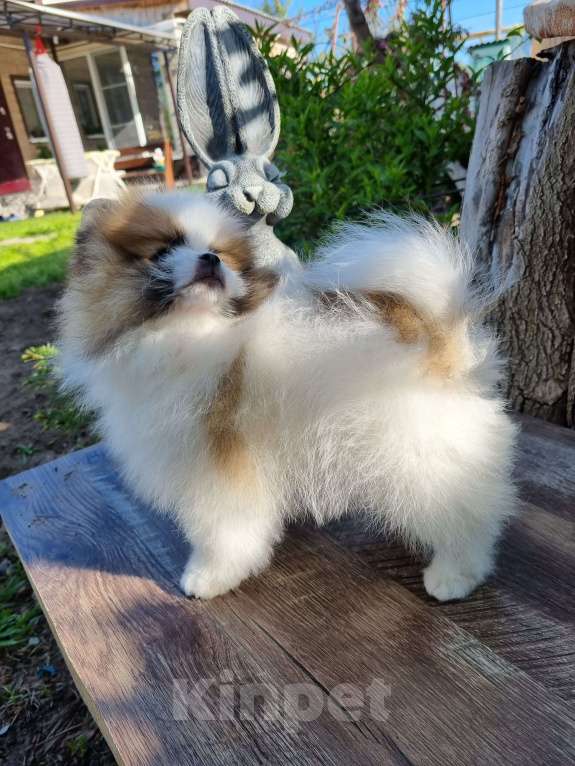 Собаки в Котельниково: Мальчик 2 Мальчик, 80 000 руб. - фото 3