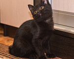 Кошки в Щекино: Котёнок девочка ищет дом  Девочка, 100 руб. - фото 2