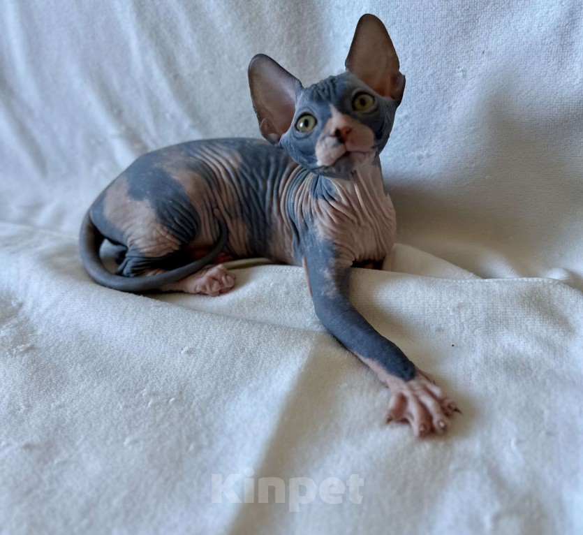 Кошки в Москве: Девочка канадского сфинкса  Девочка, 45 000 руб. - фото 5