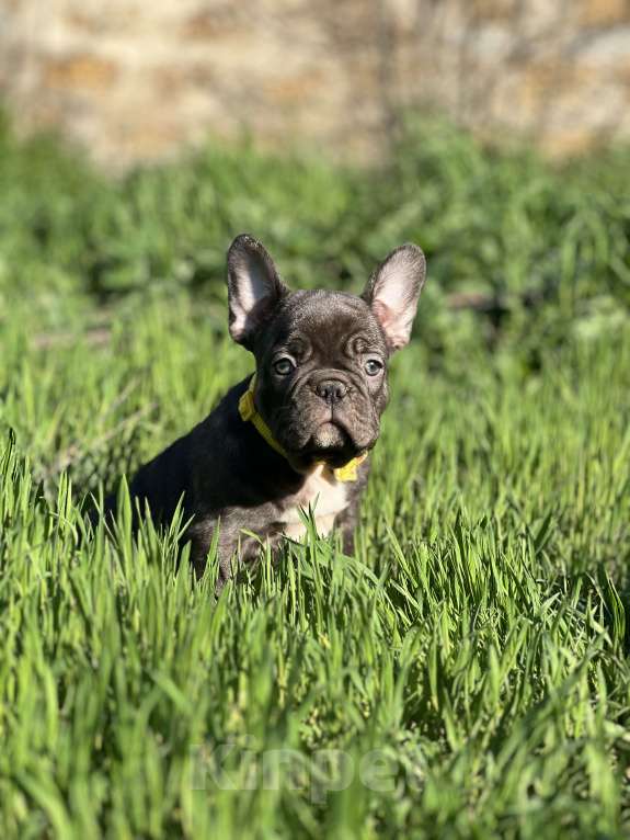 Собаки в Санкт-Петербурге: Шоколадный зайчик Мальчик, Бесплатно - фото 4