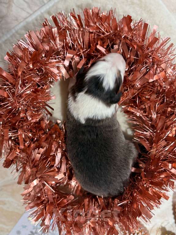 Собаки в других городах Московской области: Брауни Девочка, 80 000 руб. - фото 2