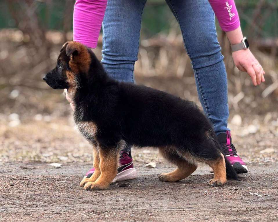 Собаки в Санкт-Петербурге: Немецкая овчарка девочка Девочка, 80 000 руб. - фото 1
