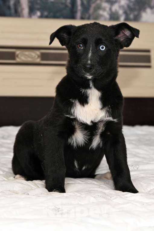 Собаки в других городах Московской области: Афри,  девочка 4 мес.  чудесный ребенок смотрящий на мир такими разными и добрыми глазами! Девочка, 1 000 руб. - фото 2